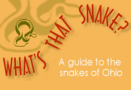 What's that snake?  A guide to the snakes of Ohio.