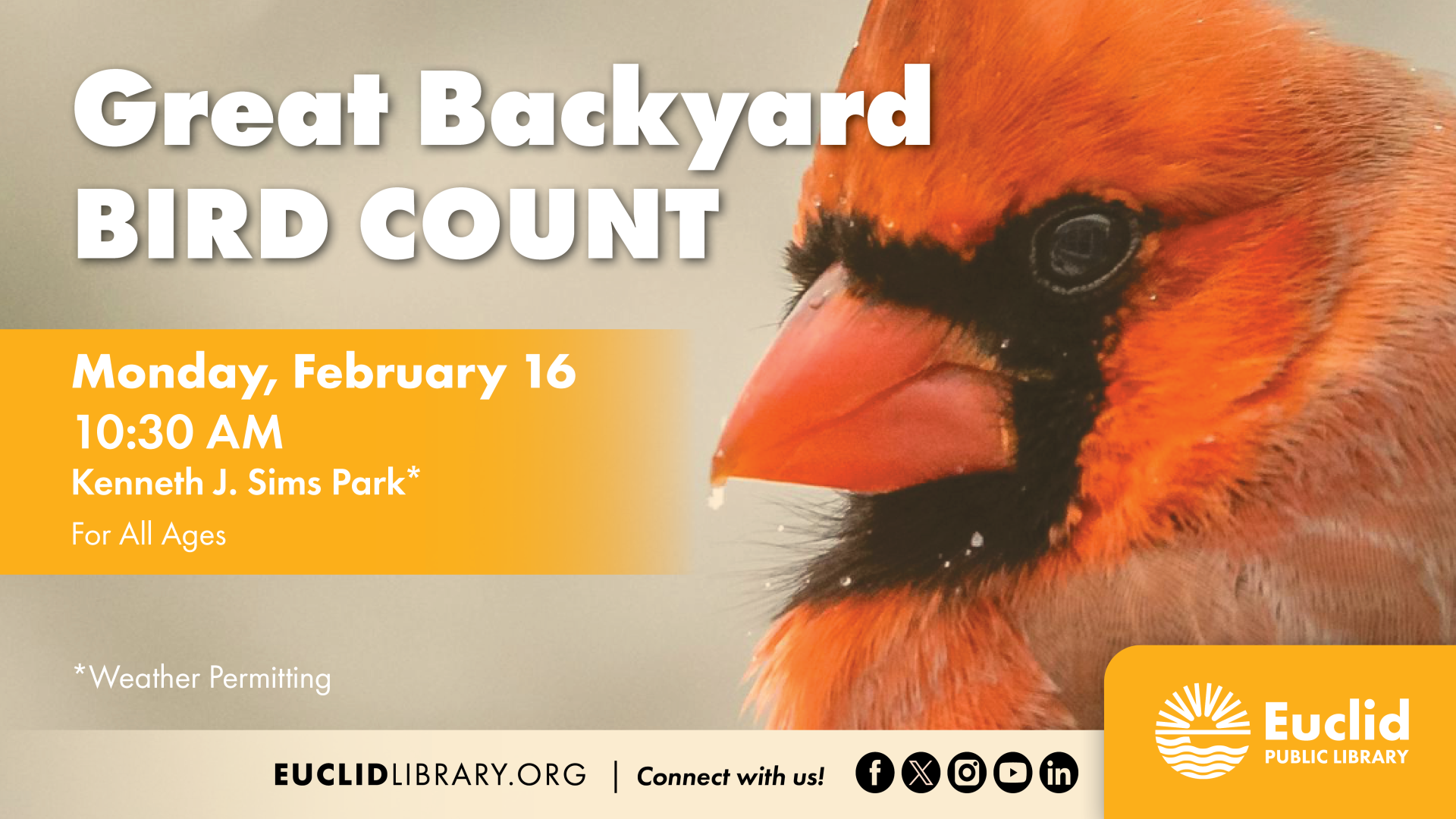 Cardinal looking forward in the snow