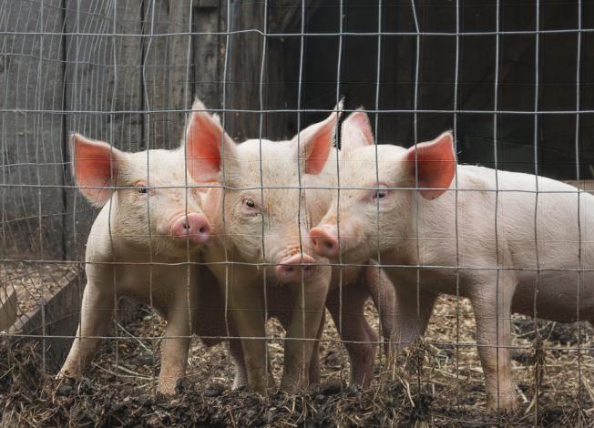 Three juvenile pigs in a pen