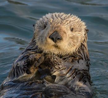 Photo of a sea otter in the water looking into the camera