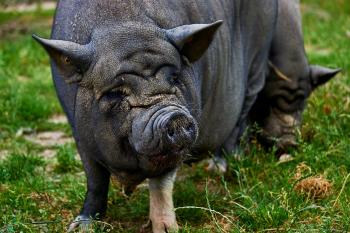 Pot bellied pig