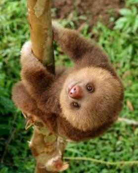 baby sloth pic