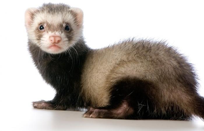 Ferret pic