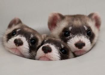 3 ferrets