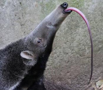 Anteater