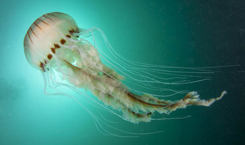 Jellyfish photo