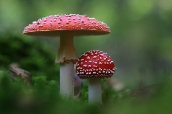 Two fly agaric mushrooms. These mushrooms have red caps and a flap in the middle of the stem.