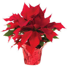 Poinsettia pot