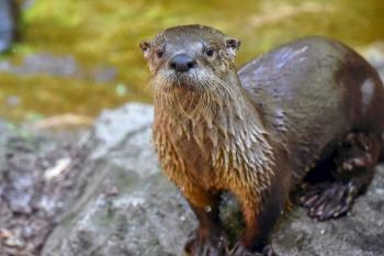 Photo of a river otter standing on a rock