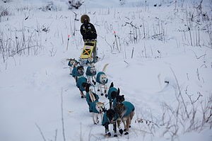 Dogs with their musher at Iditarod