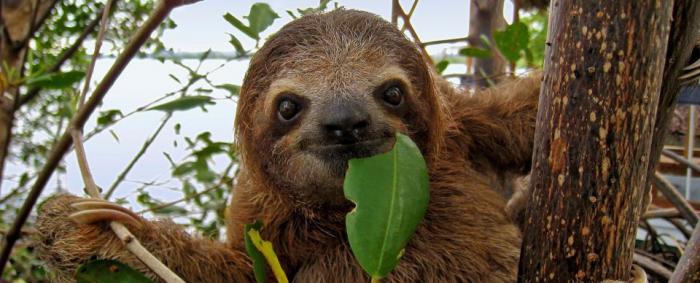 Sloth eating a leaf pic