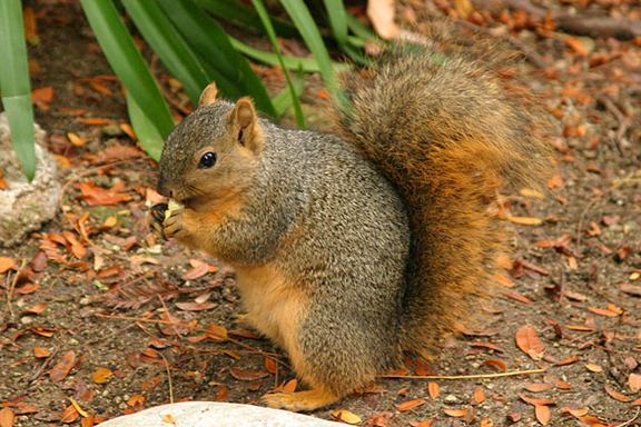 squirrel eating nuts picture