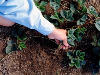 pic of person tending a strawberry garden