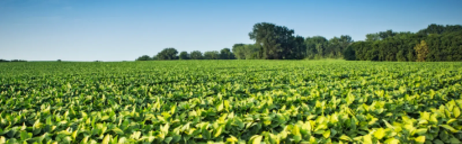 Crops growing on a farm under a blue sky