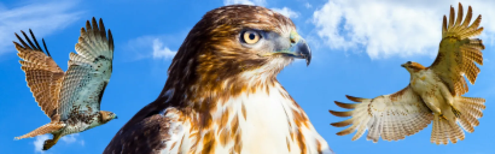 Three Red-Tailed Hawks
