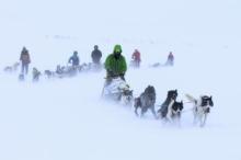 Several dogsled teams running in whiteout snowy conditions.