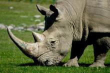 Close up of a rhino's face and horn