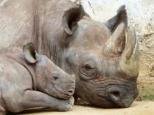Adult and baby rhinos lying next to each other