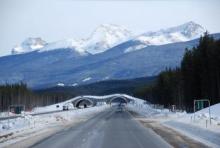 Wildlife crossing along the Trans-Canada Highway from Lake Louise to Banff, Banff National Park in AB, Canada