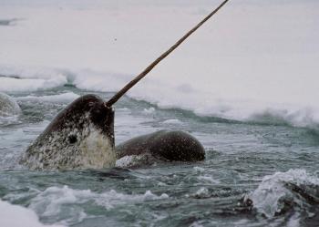 close-up of a narwhal and its tusk