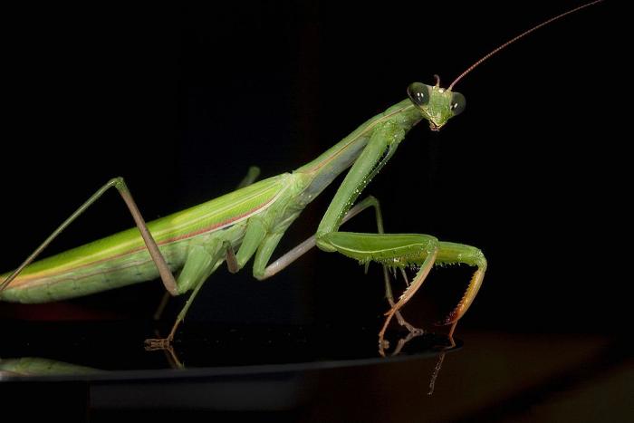 High definition photo of a praying mantis with a dark background