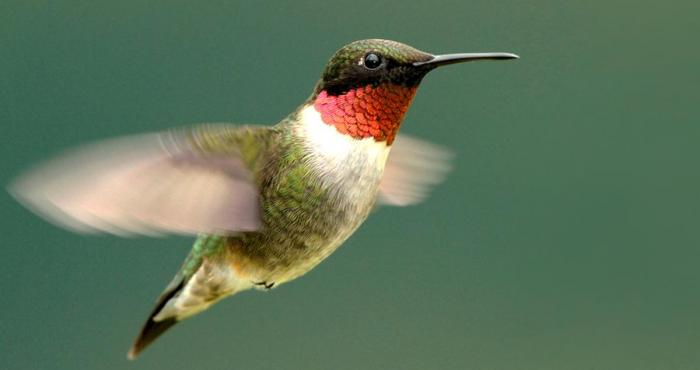 Hummingbird in flight