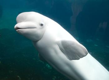 A beluga whale, white in color, against a black background