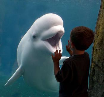 A beluga whale in an aquarium, opens its mouth, while a boy puts his hand up to the glass
