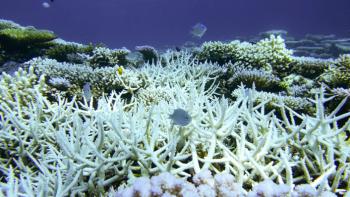 The Scott Reef in 2016 after a bleaching event.  The coral is white, and has a few fish swimming around it.