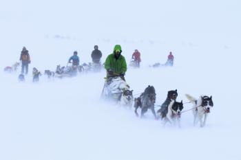 Several dogsled teams running in whiteout snowy conditions.