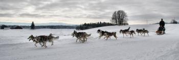Dogsled team pulling a person on the sled on packed snow on a cloudy day.
