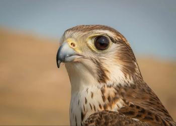 Up close view of a prairie falcon with brown and white coloring. A big black eye looks directly into the camera.