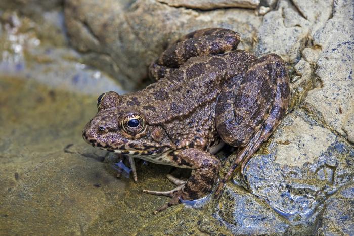 Cypress water frog