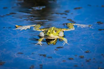Close-up shot of a green frog swimming in a pond