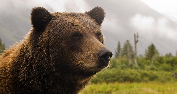 A Grizzly Bear, still wet from the river, looks for more food. The Grizzly bear lives in Girdwood, Alaska.