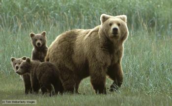 Grizzly bear with three cubs