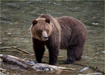 Adult grizzly bear standing in the water next to a log.