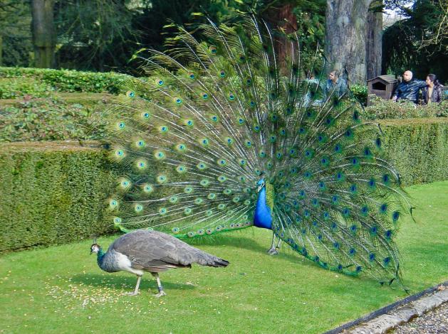 Peacock wooing a peahen