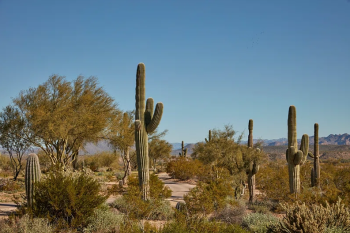 Cacti in the Sonoran Desert