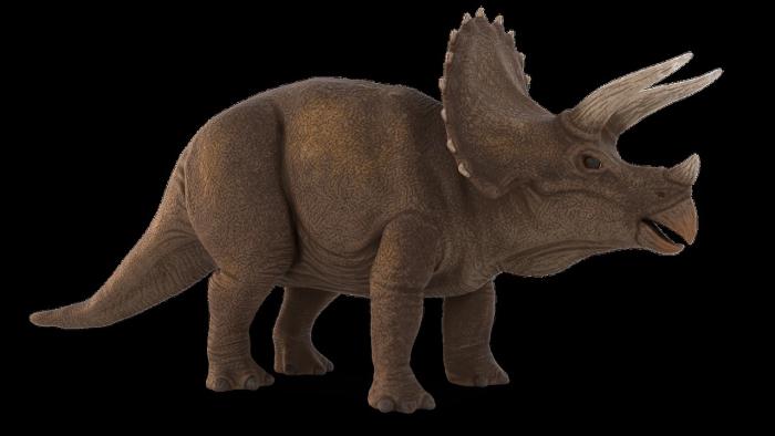 Digital reconstruction of what a triceratops would have looked like.  Gray in color, with a frill and two horns at the top of it's head, plus a third horn at it's nose.