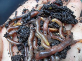 Photo of worms that are thriving due to coffee grind compost