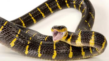 Black and yellow snake in an attack position