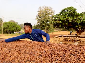 Photo of a Ghanian farmer cultivating cacao