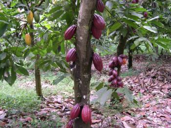 Photo of a cacao tree with ripe pods