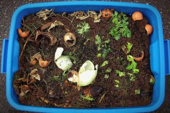 Photo of a starter compost bin in a large plastic storage tote. Compost includes egg shells, onion peels, cilantro, banana peels, and more.