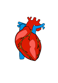diagram of a human heart in red and blue
