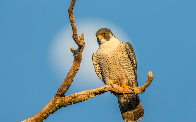 A Peregrin Falcon perched on a bare branch with the blue sky behind it