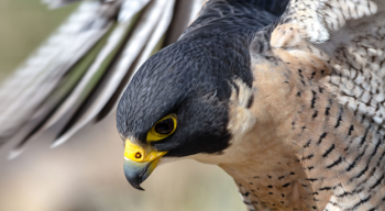 A close-up of the face of the Peregrine Falcon