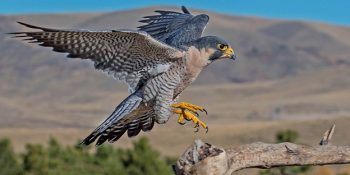 A Peregrine Falcon landing on a branch