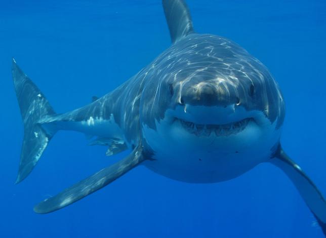 head on shot of a Great White Shark